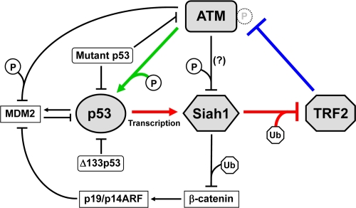 TRF2-ATM-p53 positive feedback loop