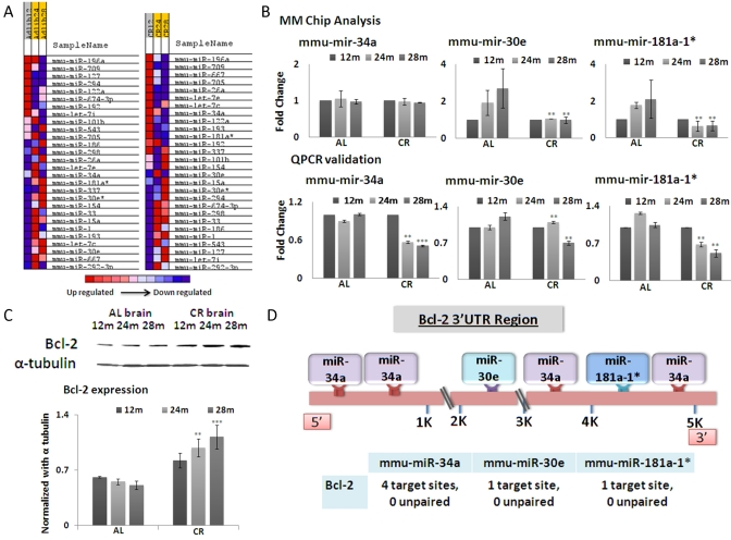 (A) Based on microRNA microarray chip data, a heat map indicating the expression levels of miRNAs with respect to age and mouse diet category (Ad libitum, AL and Calorie restricted, CR) in brain tissues was generated. Intensity of color represents relative expression, with blue representing decreased expression, and red representing increased expression. The comparison is drawn on the basis of expression among the mouse categories. (B) Graphical representation of miRNA (mmu-miR-34a, mmu-miR-30e and mmu-miR-181a-1*) expression in brain tissues, which exhibit the greatest fold changes among 12, 24 and 28 months in CR-fed and Ad lib mice. Samples are represented by age in months (12, 24, or 28). AL and CR for Ad lib and calorie restricted respectively. (C) Western blot analysis of Bcl-2, with alpha-tubulin as normalization control. The histogram shows average densitometry measurements of Bcl-2 after normalization. (D) Schematic diagram showing miRNA binding sites on the 3'UTR region of the Bcl-2 gene. (**pB and C; all histograms represent average ± std.dev.)