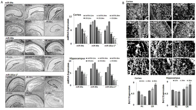 Expression of three key MicroRNAs and Bcl-2 in CR mouse brain tissues