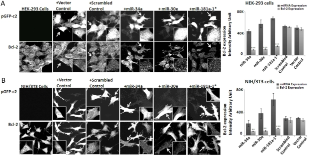 Effect of over-expression of microRNAs on Bcl-2 expression in HEK-293 and NIH/3T3 cells