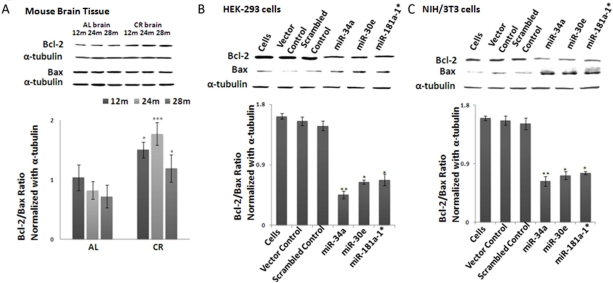 Bcl-2/Bax ratios in calorie-restricted mouse brain tissue and over-expressed miRNA- transfected cell lines