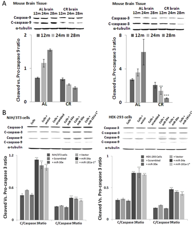 Altered expression of active apoptosome-specific proteins in calorie-restricted mouse brain tissue and in over-expressed miRNA cell lines