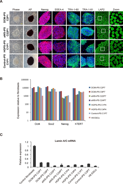 iPSCs with mutations in lamin A/C display human ESC-characteristics and an intact nuclear membrane