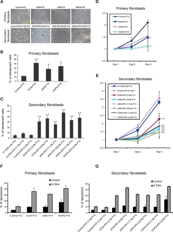 Increased senescence and susceptibility to apoptosis in iPSC-derived fibroblasts containing lamin A/C mutations