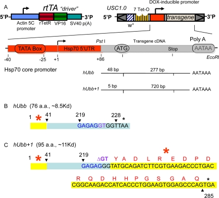 Diagram of transgenic constructs