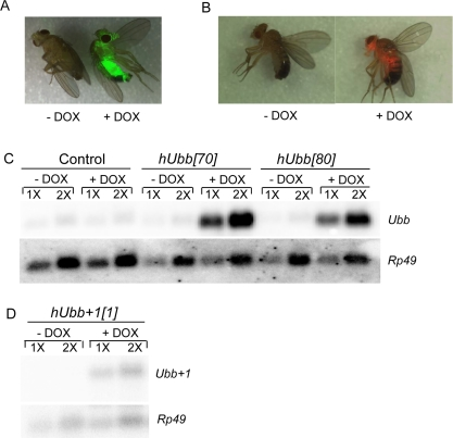 Conditional transgene expression