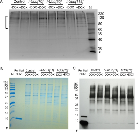 Western analysis of hUbb protein expression