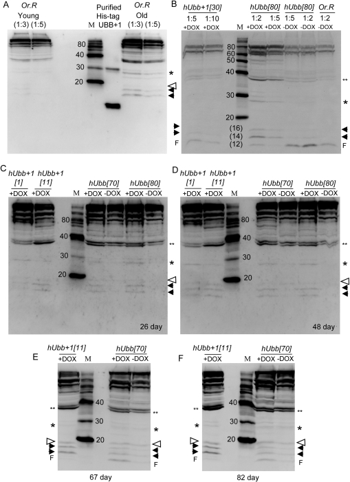 Western blot analysis using antibody specific for hUbb+1