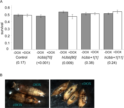 Effect of hUbb and hUbb+1 over-expression on developmental survival