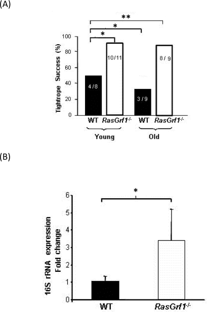 Increased Neuromuscular Coordination Coincided With Biomarkers of Aging in RasGrf1−/− Mice