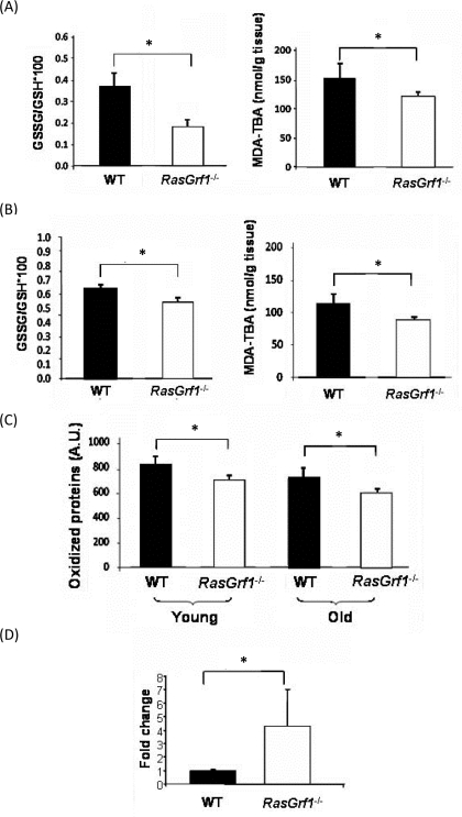 Decreased Oxidative Stress in RasGrf1−/− Mice