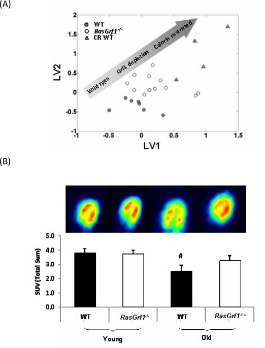 Analysis Of Metabolic Parameters in RasGrf1 Deficient and Control Mice