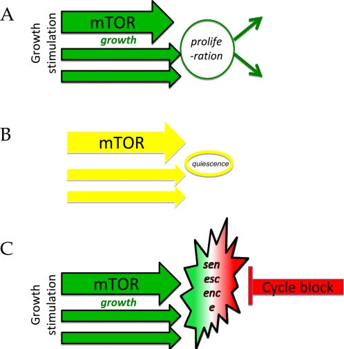 Two types of cell cycle arrest