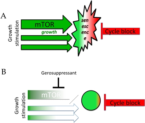 Gerosuppressants favor quiescence over senescence by inhibiting growth-promoting pathways