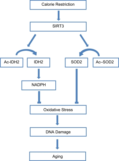 Calorie restriction activates SIRT3 to reduce oxidative stress and combat aging