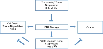 SIRT3 protects genomic stability to combat aging and cancer