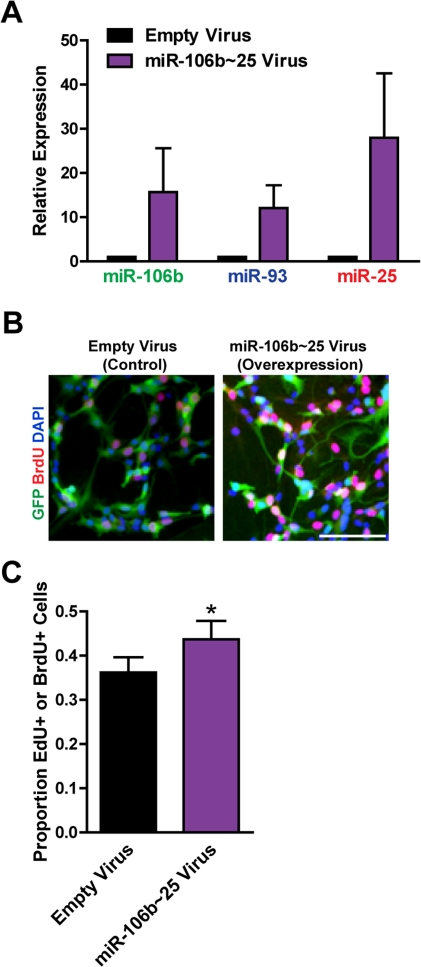 Expression of the entire miR-106b~25 cluster also enhances adult NSPC proliferation