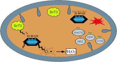 Proposed model figure describing Sirt3 acetylation and subsequent regulation of MnSOD detoxification enzymatic activity