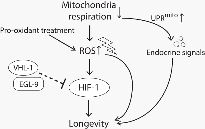 A model for lifespan extension by mild inhibition of mitochondrial respiration in C. elegans