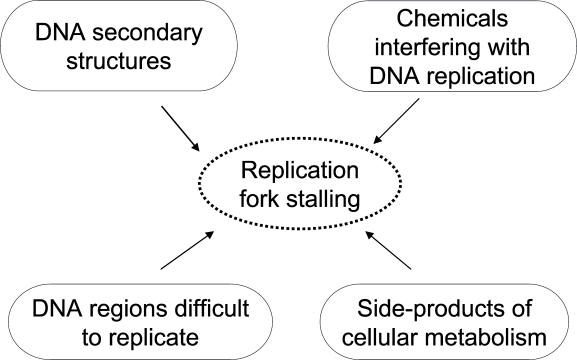 Summary of the potential sources of replication fork stalling