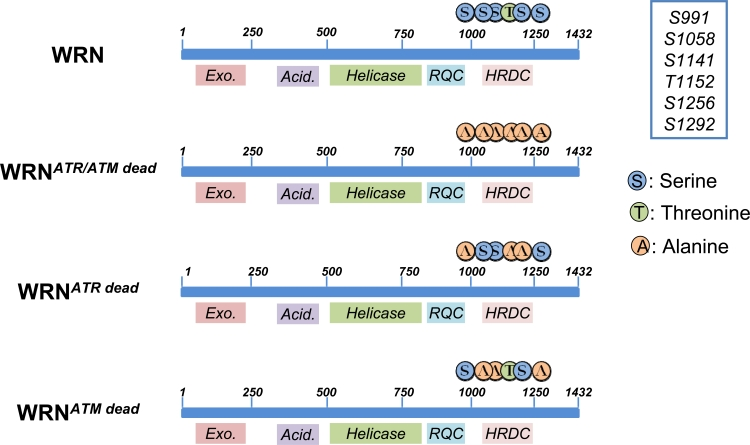 Schematic representation of ATR/ATM-phosphorylation sites clustered on the C-terminal region of wild-type (WRN) or mutant forms of WRN (WRNATR/ATMdead, WRNATRdead and WRNATMdead). Locations of Alanine substitutions are indicated