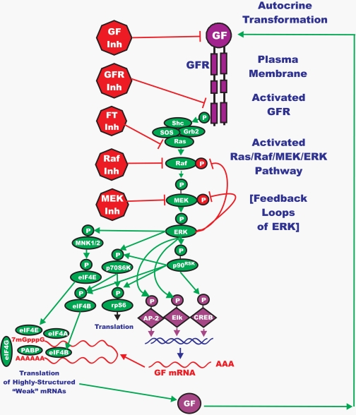 Overview of the Ras/Raf/MEK/ERK Pathway and Potential Sites of Therapeutic Intervention with Small Molecule Membrane-Permeable Inhibitors