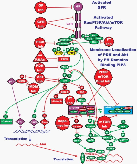 Overview of the Ras/PI3K/PTEN/Akt/mTOR Pathway and Potential Sites of Therapeutic Intervention