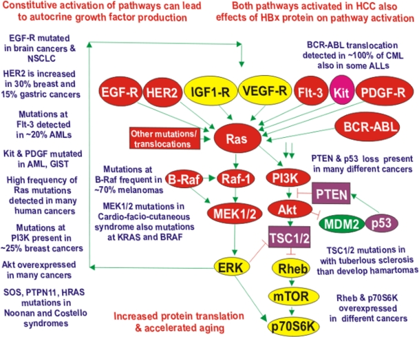 Dysregulated Expression of Upstream Receptors and Kinases Can Result in Activation of the Ras/Raf/MEK/ERK and Ras/PI3K/PTEN/Akt/mTOR Pathways