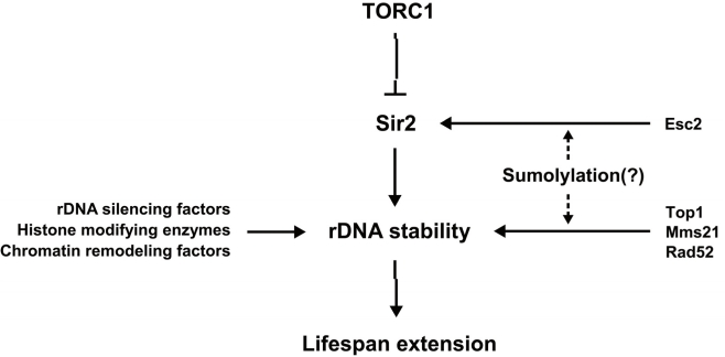 A model for the link between sumoylation and Sir2-related aging pathway