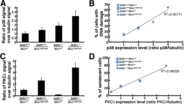 Correlation between p38 and PKCδ kinase levels and DNA damage and senescence in MEFs. (A) Scanning analyses of Western blots, expressed as ratio of p38 signal to β-tubulin signal. Bars represent SEM. (B) Correlation between the p38 kinase level and DNA damage in the different MEFs. The Pearson's correlation coefficient is indicated. (C) Scanning analyses of Western blots, expressed as ratio of PKCδ signal to β-tubulin signal. Bars represent SEM. (D) Correlation between the PKCδ level and the percentage of senescent MEFs in vitro from the different genotypes. The Pearson's correlation coefficient is indicated.