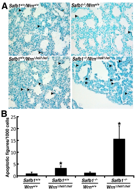 Apoptotic figures in the lung tissues from 19 days old mutant embryos. (A) Apoptotic cells detection (TUNEL) assay on 19 days post-coitum embryonic lung sections showing a major increase in the number of apoptotic cells in Safb1-null/WrnΔhel/Δhel (or Safb1−/−/WrnΔhel/Δhel) embryos compared to the other genotypes. Healthy cells are stained in green (methyl green staining) and apoptotic cells are dark blue. Arrowheads point to representative apoptotic cells. Magnification 400X. (B) Average number of apoptotic figures per area of lung sections containing 1000 cells (n=3 embryos for each genotype; *: unpaired student t−test P-value Safb1+/+/Wrn+/+ animals).