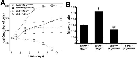 Differential saturation density and growth properties of MEFs. (A) Growth curves of MEFs after 7-10 passages in culture (except for Safb1-null MEFs, which were measured at passage 24). Cells (5 × 104) from wild type (Wrn+/+/Safb1+/+), Safb1-null (Safb1−/−/Wrn+/+), and Safb1-null/WrnΔhel/Δhel (Safb1−/−/WrnΔhel/Δhel) embryos were plated in six-well plates as described in materials and methods. Cells were counted by trypan blue exclusion with a hemacytometer. (B) Histogram representing the growth rate of MEFs (from at least three embryos for each genotype) calculated from the growth curves in A. Bars represent the SEM. (Unpaired student t-test: *P P Wrn+/+/Safb1+/+animals). Growth rates were estimated as described in materials and methods.