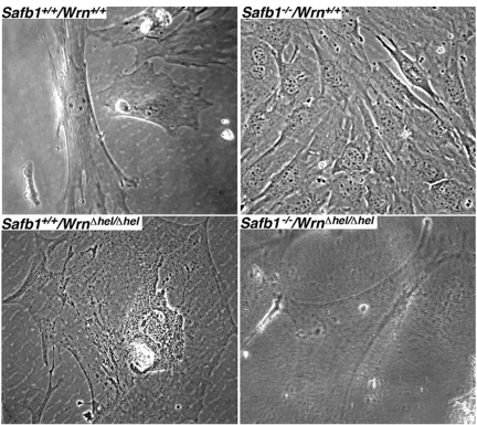 Cellular morphology of MEFs. Representative phase-contrast photographs of wild type, WrnΔhel/Δhel, Safb1-null, and Safb1-null/WrnΔhel/Δhel MEFs after the fifth passage in culture. Magnification 600X.
