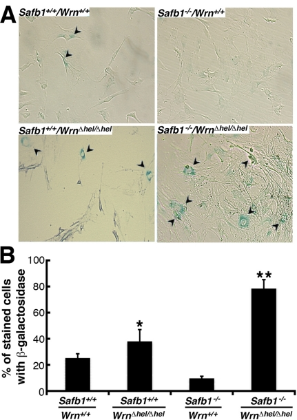 Induction of senescence by loss of Wrn helicase activity in Safb1-null MEFs. (A) Example of senescence-associated β-galactosidase staining in Safb1-null and Safb1-null/WrnΔhel/Δhel MEFs. Arrowheads point to positive cells. Magnification 100X. (B) Percentage of cells stained with senescence-associated β-galactosidase in wild type, WrnΔhel/Δhel, Safb1-null, and Safb1-null/WrnΔhel/Δhel MEFs. (Unpaired student t-test; *P P 