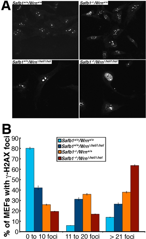 DNA damage in MEFs. (A) Examples of nuclear foci detected by immunofluorescence with an antibody against γ-H2AX in MEFs of each genotype Magnification 600X. (B) Graph representing the extent of double stranded breaks detected with an antibody against γ-H2AX in MEFs of each genotype. The percentage of cells with more than 0, 10, and 20 γ-H2AX foci were computed from 100 MEFs established from three independent embryos for each genotype (total of 300 cells analyzed/genotype). Bars in the graph represent SEM.