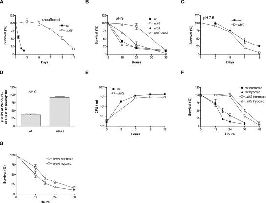 The ubiG mutant survives longer than wt