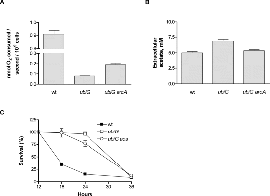 ArcA-regulated physiological changes in the ubiG strain