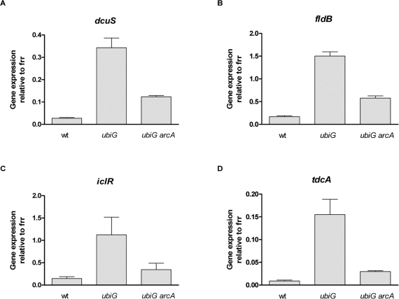 ArcA enhances the expression of several genes in the ubiG mutant