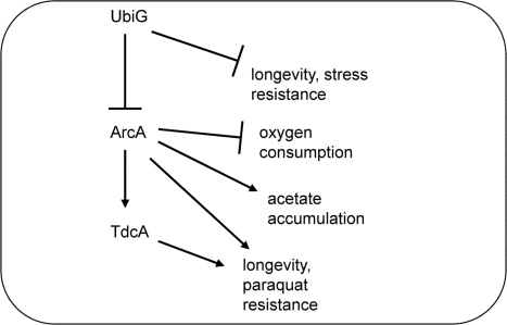 Model for the regulation of lifespan and stress resistance by UbiG in E. coli.