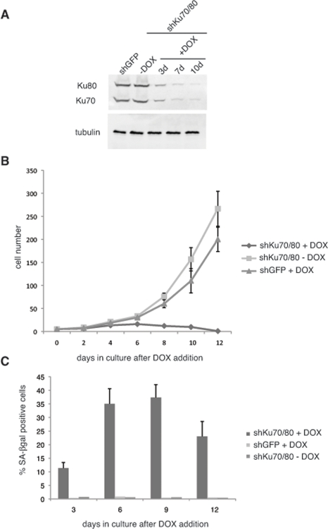Short hairpin RNAs (shRNAs) for Ku70/80 inhibit the proliferation of ALT cells
