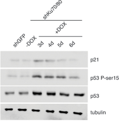 Depletion of Ku70/80 in CCL75.1 cells induces transient p53 activation