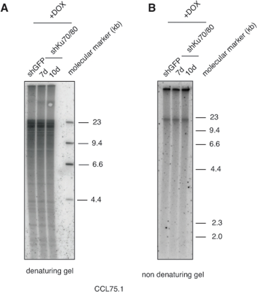 Depletion of Ku70/80 in CCL75.1 cells does not affect telomere length nor overhangs signal