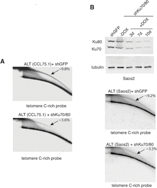 Depletion of Ku70/80 reduces the levels of t-circles in CCL75.1 and Saos2 cells