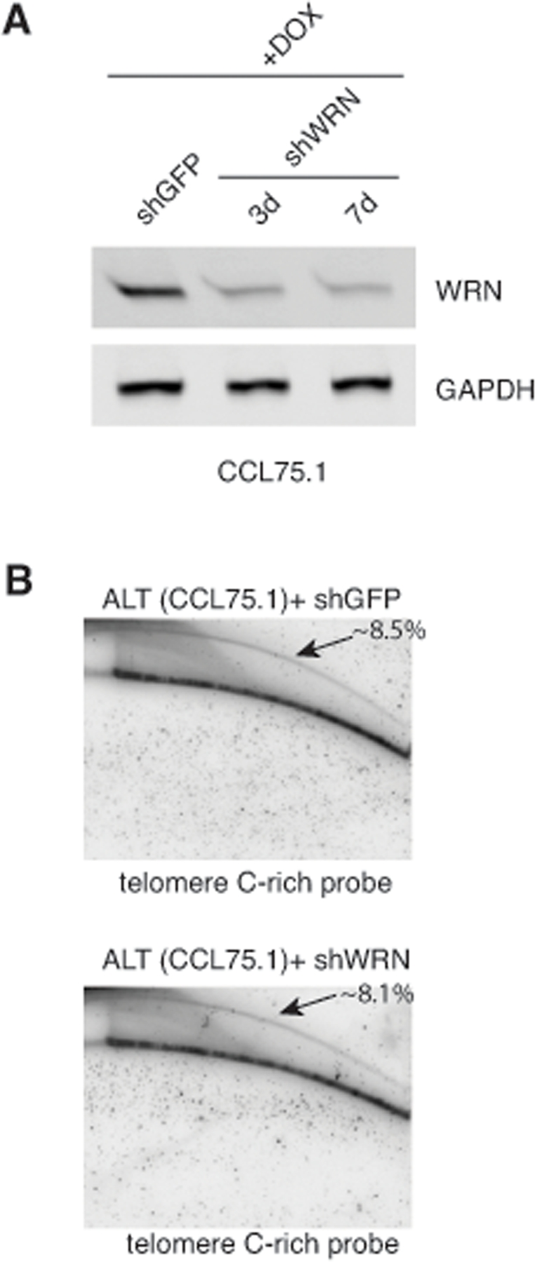 Depletion of WRN does not influence the levels of t-circles in CCL75.1 cells