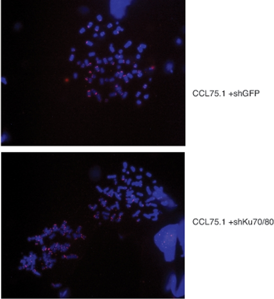 Telomere FISH analysis of ALT cells expressing shRNAs for Ku70/80 or GFP