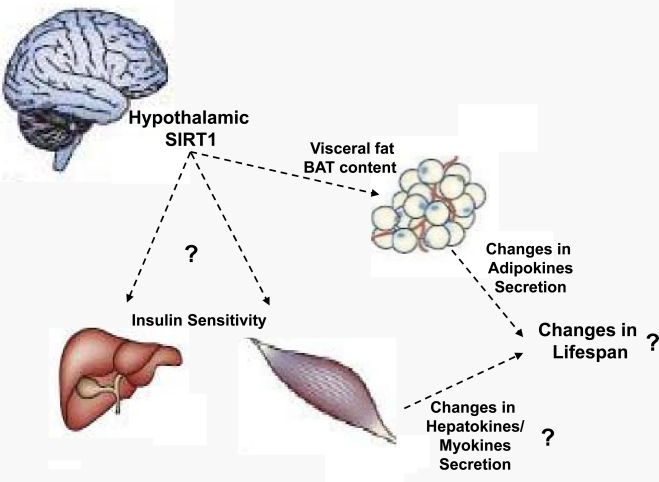 Proposed model by which hypothalamic SIRT1 may control lifespan