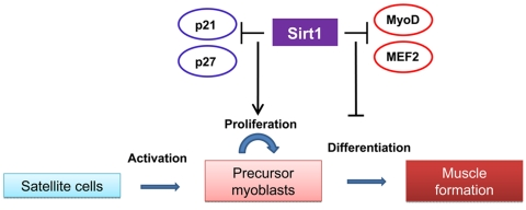 The role of Sirt1 in satellite cells proliferation and maturation