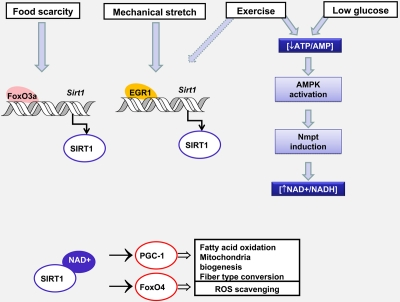 Changes in Sirt1 expression and activity controls muscle adaptation in response to environmental stress