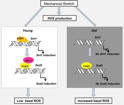 Hypothetical model of the effect of age on Sirt1 induction by stretch and its impact on age-associated oxidative stress in diaphragm muscles