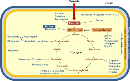 Amino acids are degraded to compounds that can be metabolized to CO2 and H2O, or used in gluconeogenesis. Indeed the oxidative degradation of amino acids produces 10 – 15% of total metabolic energy in animals. The standard amino acids are degraded to one among the seven metabolic intermediates (pyruvate, α-ketoglutarate, succinyl-CoA, fumarate, oxaloacetate, acetyl-CoA or acetoacetate). Thus, amino acids may be divided into two groups, on the basis of their catabolic pathways: 1) gluconeogenic amino acids, which are catabolized to pyruvate, α-ketoglutarate, succinyl-CoA, fumarate or oxaloacetate, and are glucose precursors; 2) ketogenic amino acids, which are catabolized to acetyl-CoA or acetoacetate, and, thus, may be transformed into fatty acids or ketone bodies. Some amino acids are precursors both of carbohydrates and ketone bodies. Because mammals have no metabolic pathway which allows a net transformation of acetyl-CoA or acetoacetate to gluconeogenic precursors, no net synthesis of carbohydrates is possible from lysine and leucine, exclusively ketogenic amino acids. BCAAs, branched-chain amino acids.